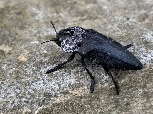 Вредителят Черна златка нанася масови щети върху плодни градини в