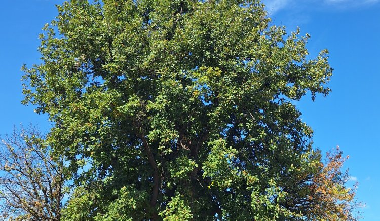 Със заповед на министъра на околната среда и водите са