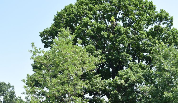 Със заповед на министъра на околната среда и водите Манол